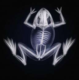 Frog X-ray